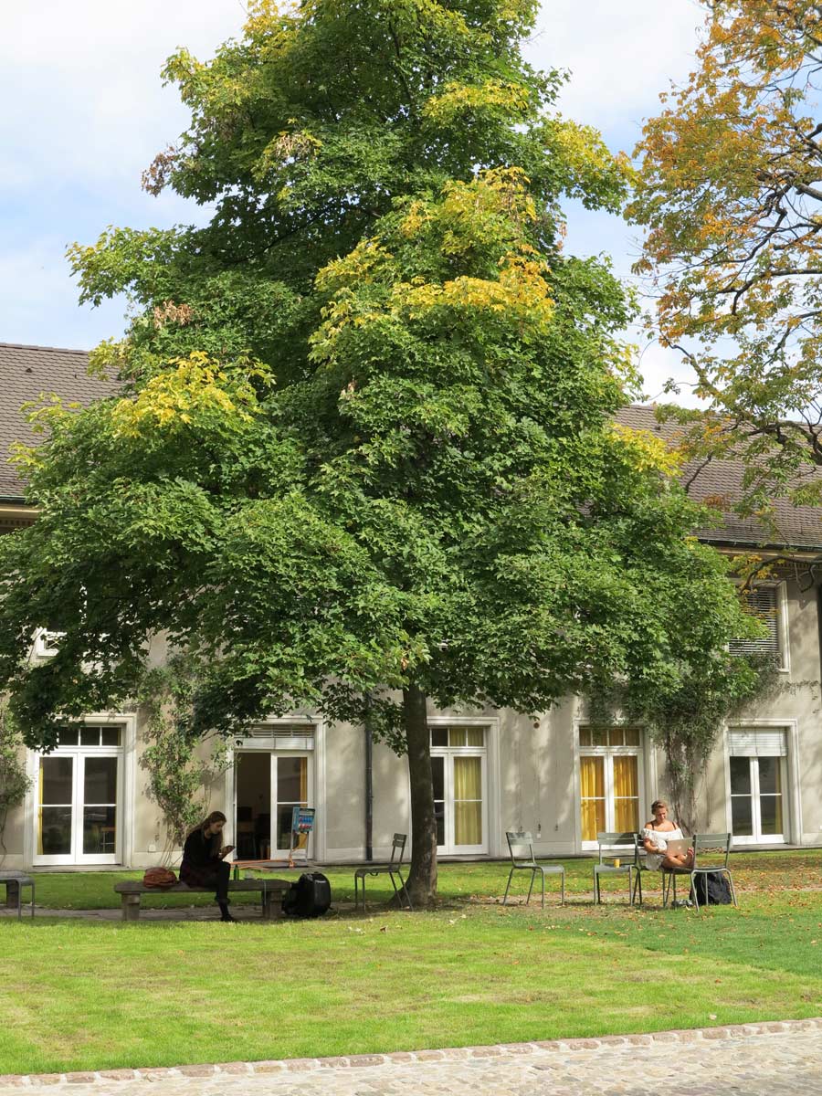 Musik Akademie Basel: Hof mit grüner Rasenfläche und grossem Baum